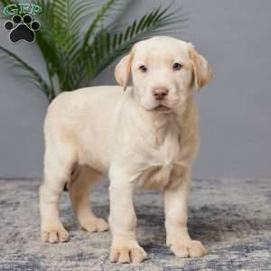 Courtney, Charcoal Labrador Retriever Puppy